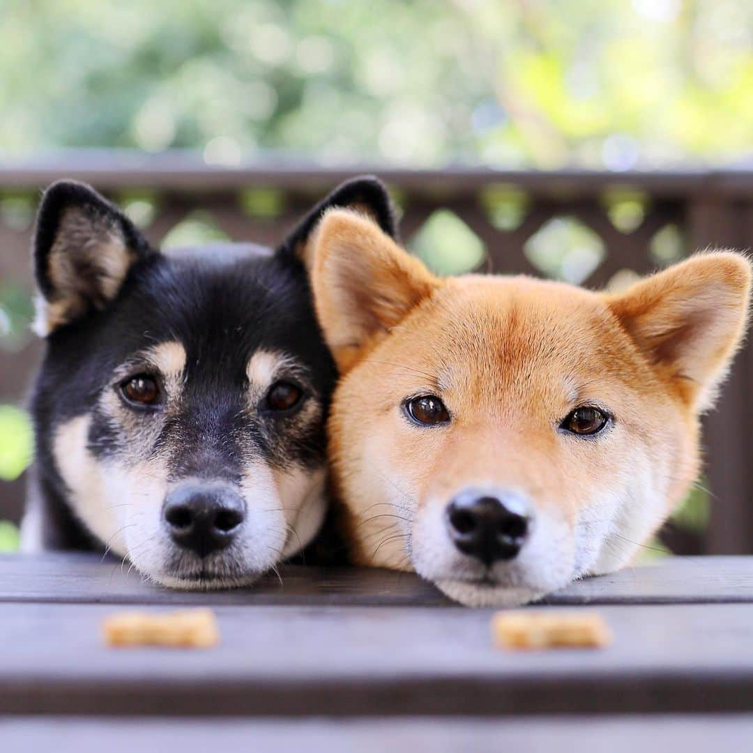 黒柴みくさんのインスタグラム写真 - (黒柴みくInstagram)「* ① おやつ待ち🐻🦊🍪 Before ②食べた後☻︎☺︎ After * 庭もそろそろ蚊が出てくるー💦 * * * * #snuggledog #ダブルスマイル #にこにこ * * #黒柴みく Miku 🐻 6 years old ❤︎girl #柴犬りな Rina 🦊 1 year old ❤︎girl  2020.5.26㊋」5月26日 10時16分 - 9648miku