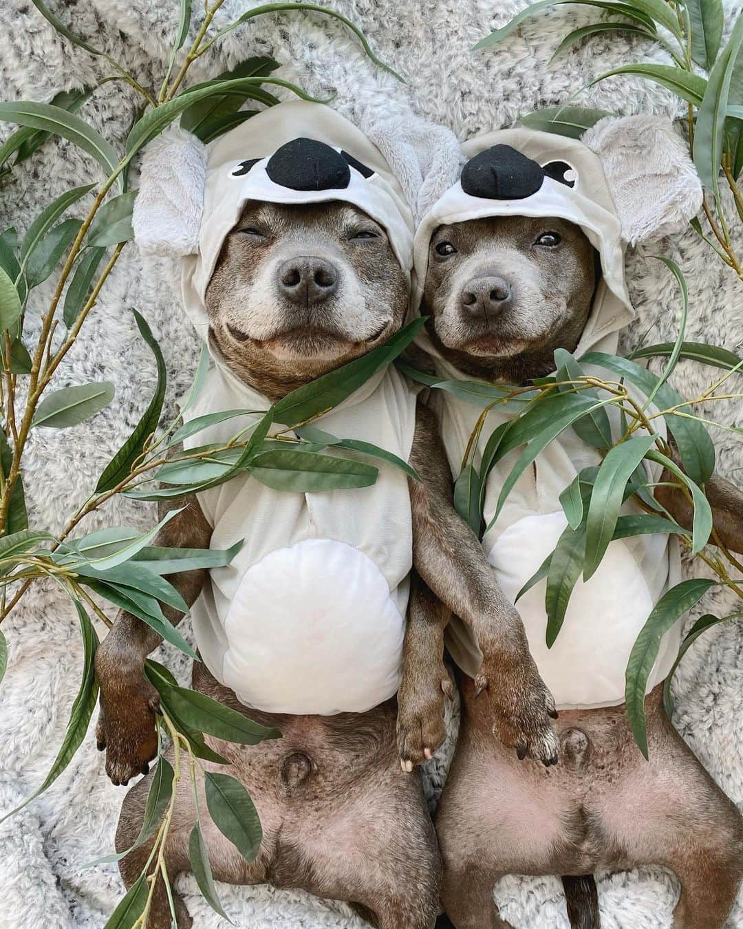 DARREN&PHILLIPさんのインスタグラム写真 - (DARREN&PHILLIPInstagram)「Koality time with my best friend 🐨♥️🐨」5月26日 10時15分 - the_blueboys