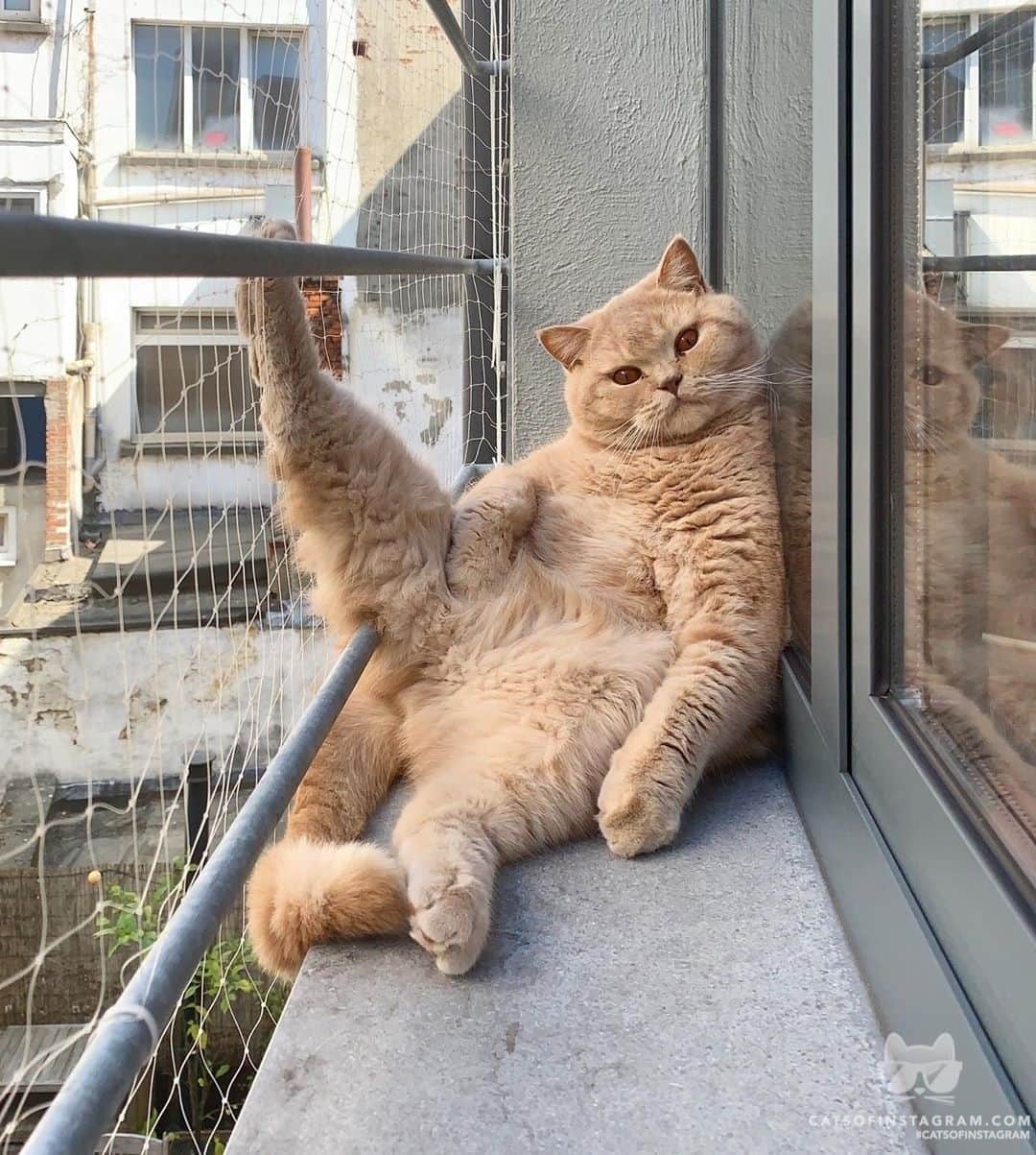 Cats of Instagramさんのインスタグラム写真 - (Cats of InstagramInstagram)「From @kinglouie_antwerp: “Here comes your crush, act natural.” Me:  #catsofinstagram」5月26日 10時35分 - cats_of_instagram