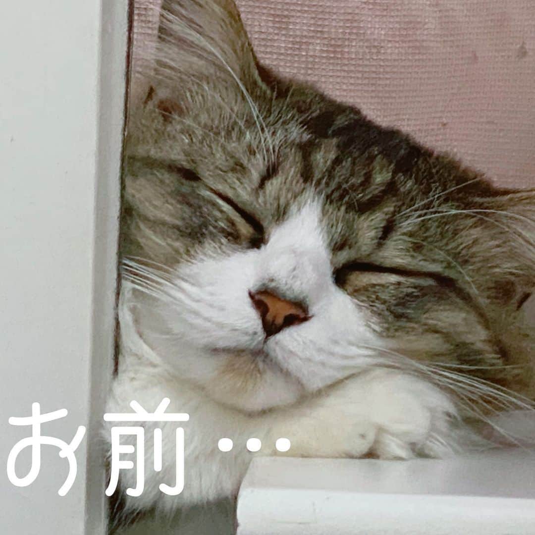 飯窪春菜のインスタグラム：「🐈💭🙄 ・ ・ 大喜利チャレンジで気に入ったもの☺️ 「お前…だけだぜ？」 ・ ・ ・ #テト  #大喜利  #チャレンジ  #ねこすたぐらむ  #猫のいる暮らし  #cat  #catstagram  #はるなの毎日  #飯窪ってる」