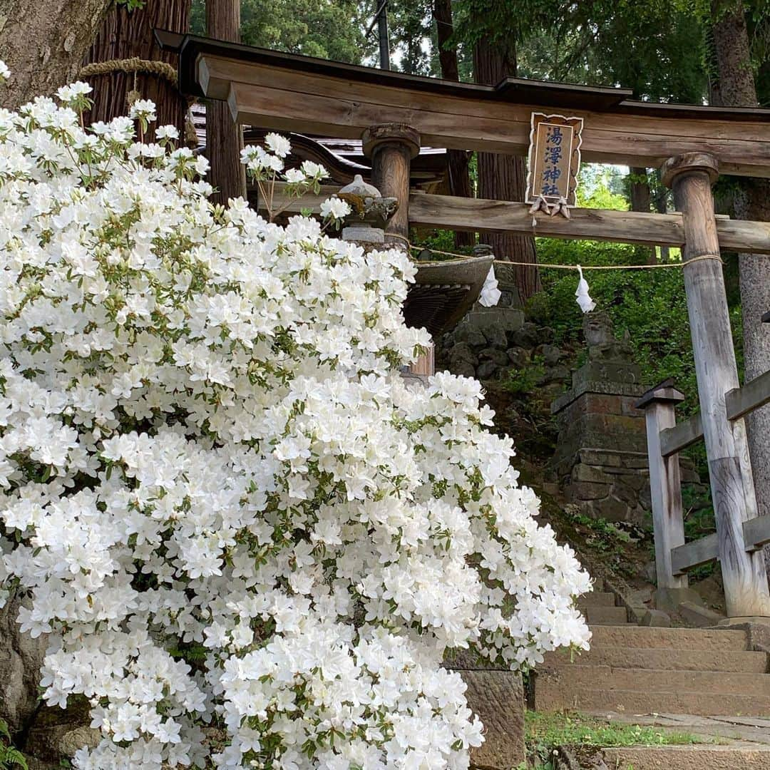 野沢温泉　村のホテル　住吉屋さんのインスタグラム写真 - (野沢温泉　村のホテル　住吉屋Instagram)「「つつじ」 村内のあちらこちらで、つつじが見頃になっています。 #野沢温泉 #住吉屋」5月26日 11時00分 - sumiyosiya