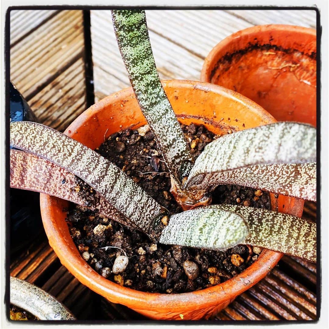 浅岡雄也のグルメインスタ