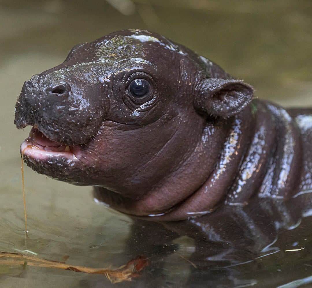 San Diego Zooさんのインスタグラム写真 - (San Diego ZooInstagram)「Mabel's lil boy is just over 1 month old and already a roll model 😉 Pygmy hippos are related to their river counterparts, but they're solitary and typically spend more time on dry ground. #morerollsthanabakery #pygmyhippo #sandiegozoo」5月26日 12時00分 - sandiegozoo