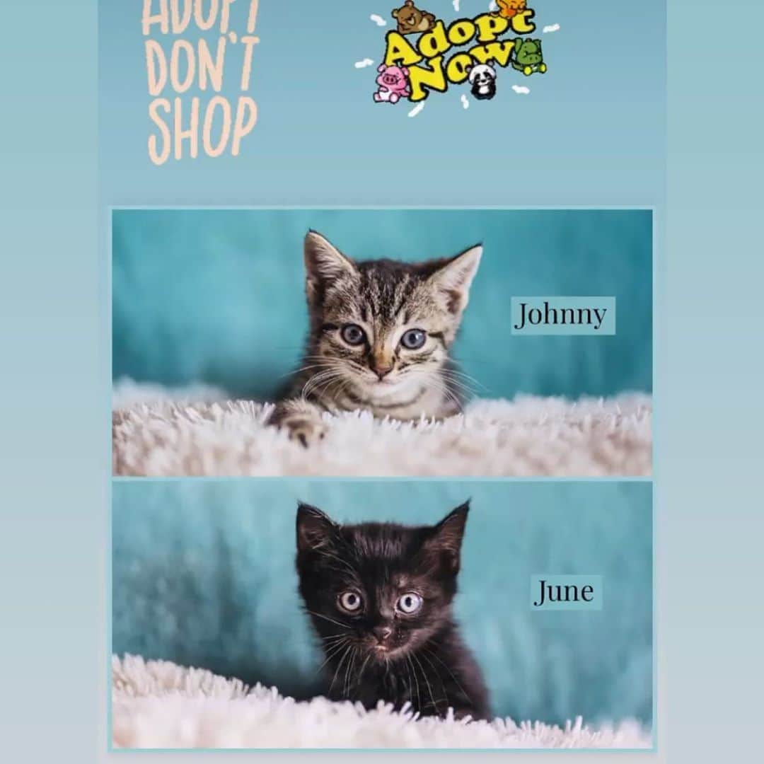 メアリー・リン・ライスカブさんのインスタグラム写真 - (メアリー・リン・ライスカブInstagram)「LA friends, now is your chance to adopt a couple of cuties @agwcrockinrescue 😻😻😻😻😻😻#kitty #rescue #love #adoptdontshop #hug #becomeacatperson #rescue #cuddle #kittens #hope #fuzz」5月26日 12時56分 - marylynnrajskub