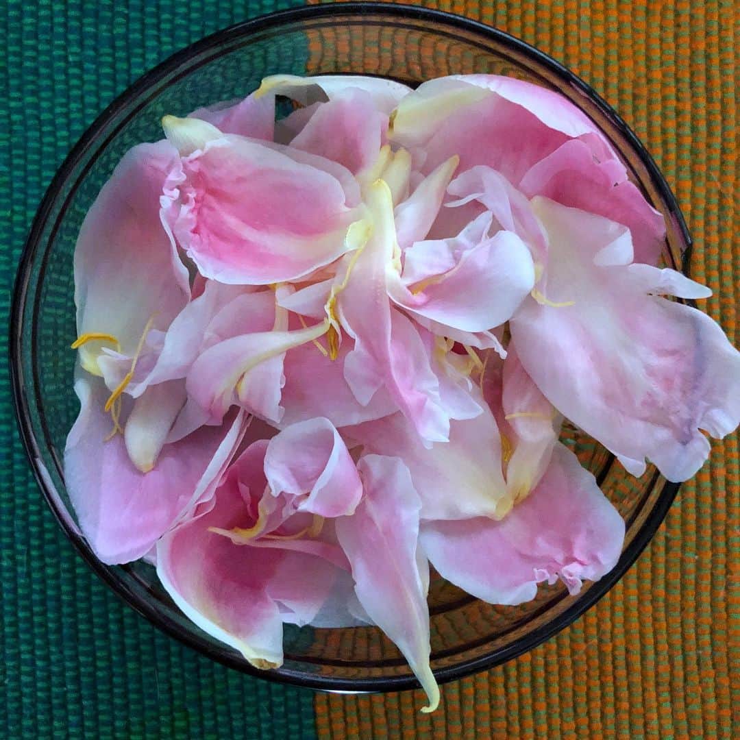 やついいちろうさんのインスタグラム写真 - (やついいちろうInstagram)「朝起きたら全部散っていた。面白いなー芍薬。花びらを水に浮かべておいた。#一輪挿し」5月26日 12時59分 - yatsuiichiro
