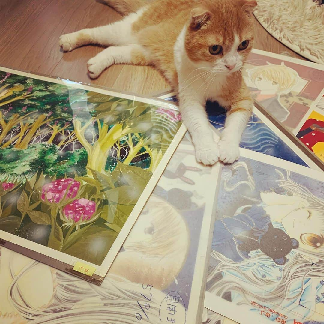 酒井まゆさんのインスタグラム写真 - (酒井まゆInstagram)「永ストカラー原画とﾈｺﾁｬﾝ #cat #ももさん #comic #illustration」5月26日 13時11分 - mayupon107_cat