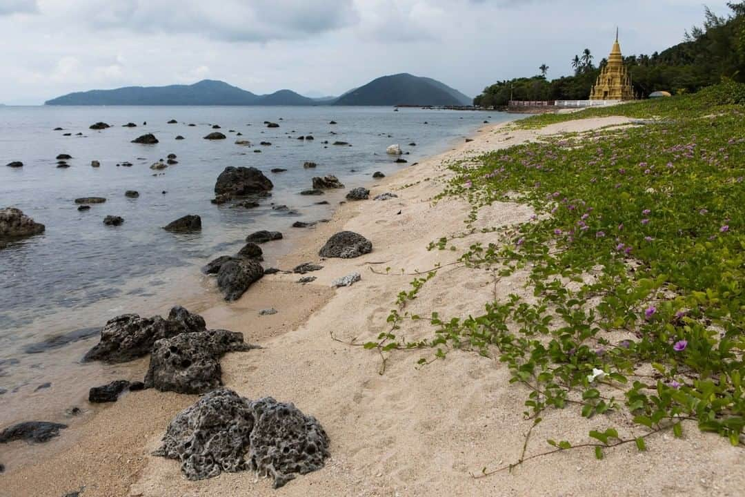 National Geographic Travelさんのインスタグラム写真 - (National Geographic TravelInstagram)「Photo by @amandamustard | Flowered vines stretch along the secluded beach that leads to the Laem Sor pagoda in Ko Samui, Thailand.」5月26日 13時09分 - natgeotravel