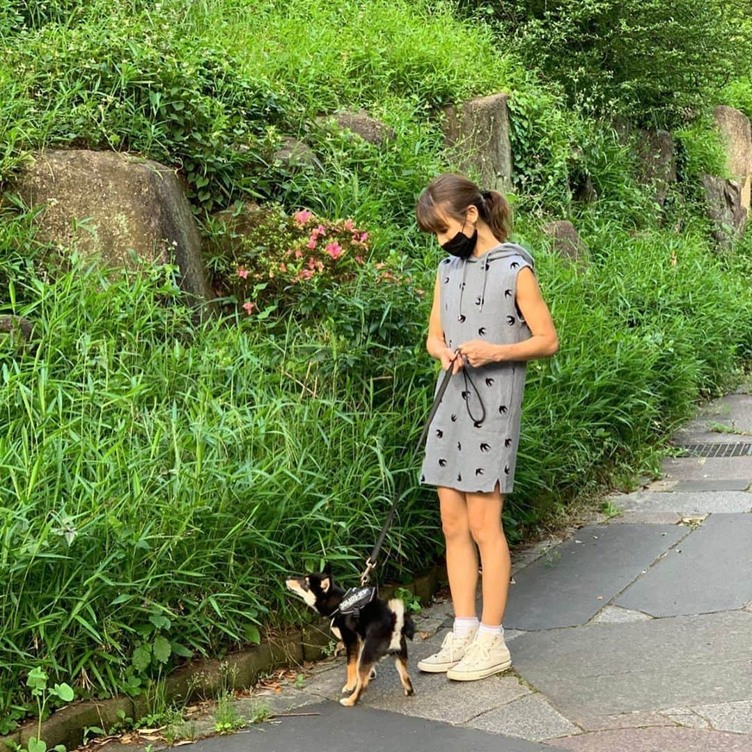 花田美恵子さんのインスタグラム写真 - (花田美恵子Instagram)「この子のおかげで#stayhome 中も楽しく過ごせました🐾 でも、まだまだ慎重に💚  #stayhome #tokyostyle #puppy #5months #mameshiba #socute #ステイホーム #豆柴 #5ヶ月 #お散歩大好き #東京生活楽しんでます #ワンコの幼稚園brown」5月26日 13時13分 - hawaiimieko