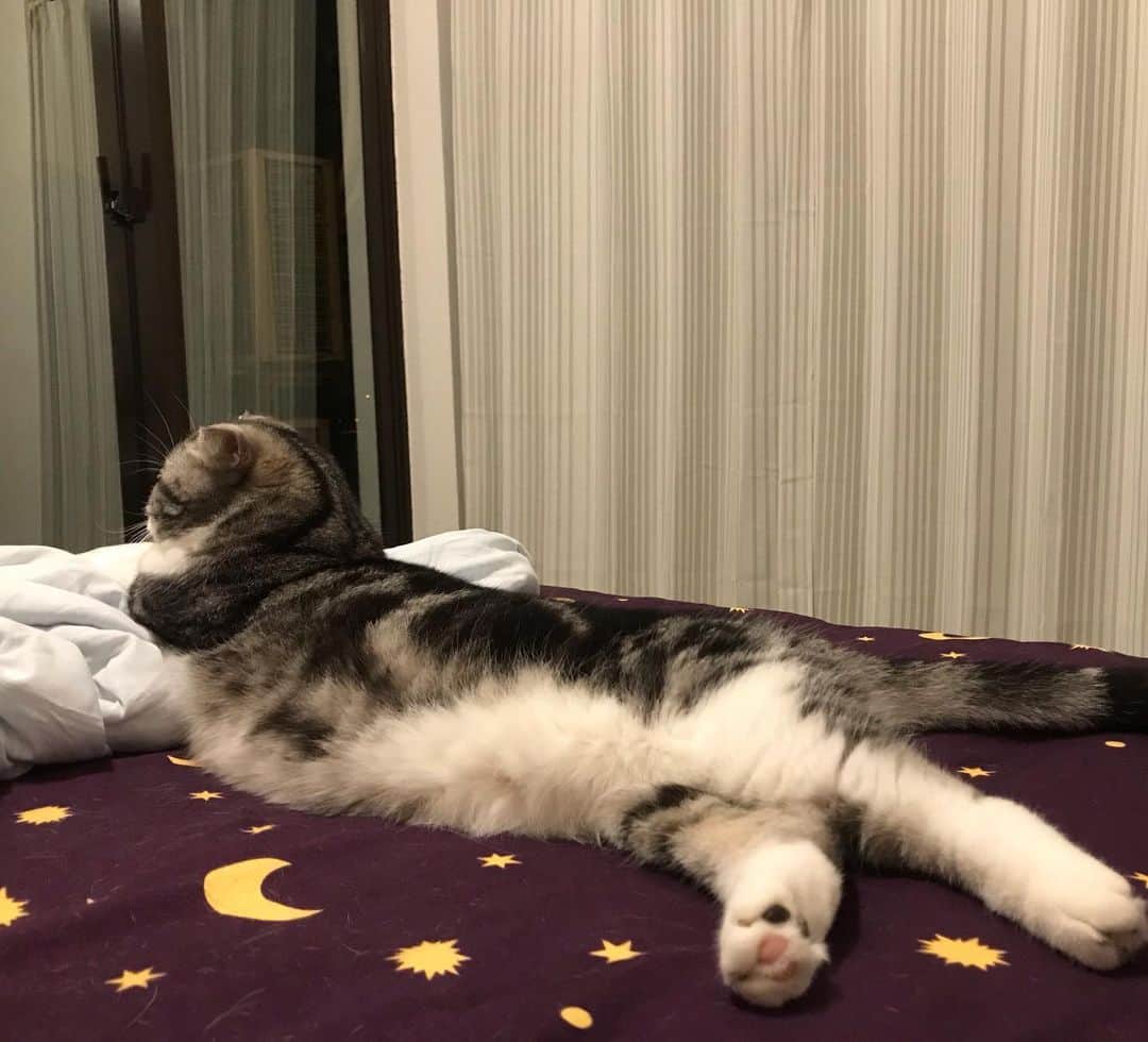 KATSUOのインスタグラム：「長い . #cat #catsofinstagram #instacat #cutecat #katsuo」