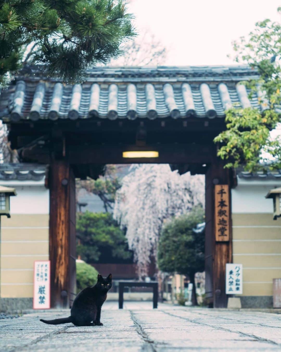 もろんのんさんのインスタグラム写真 - (もろんのんInstagram)「千本釈迦堂。境内に咲く、大きなしだれ桜が美しく。 近所の猫さんたちがいる癒しスポットでした。  そうだ京都、行こう。公式Instagram撮影の作品🌸 ▶︎ @soudakyoto_official ※緊急事態宣言以前に、新型コロナウイルス感染防止のため、撮影は細心の注意を払って行いました。 . 📍京都 千本釈迦堂 / Kyoto,Japan」5月26日 23時00分 - moron_non