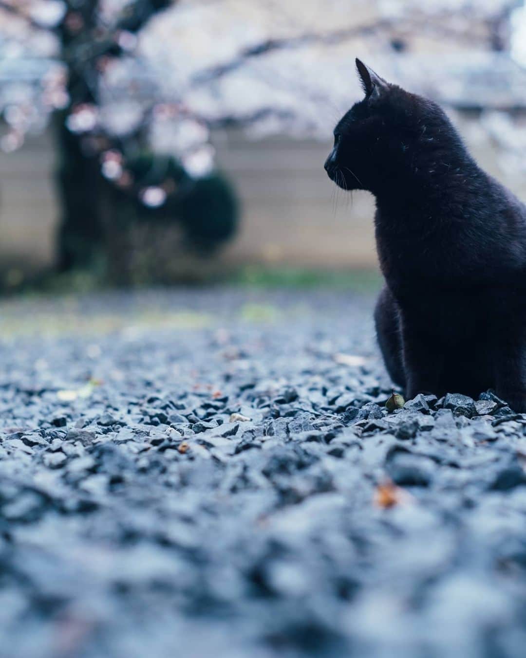 もろんのんさんのインスタグラム写真 - (もろんのんInstagram)「千本釈迦堂。境内に咲く、大きなしだれ桜が美しく。 近所の猫さんたちがいる癒しスポットでした。  そうだ京都、行こう。公式Instagram撮影の作品🌸 ▶︎ @soudakyoto_official ※緊急事態宣言以前に、新型コロナウイルス感染防止のため、撮影は細心の注意を払って行いました。 . 📍京都 千本釈迦堂 / Kyoto,Japan」5月26日 23時00分 - moron_non