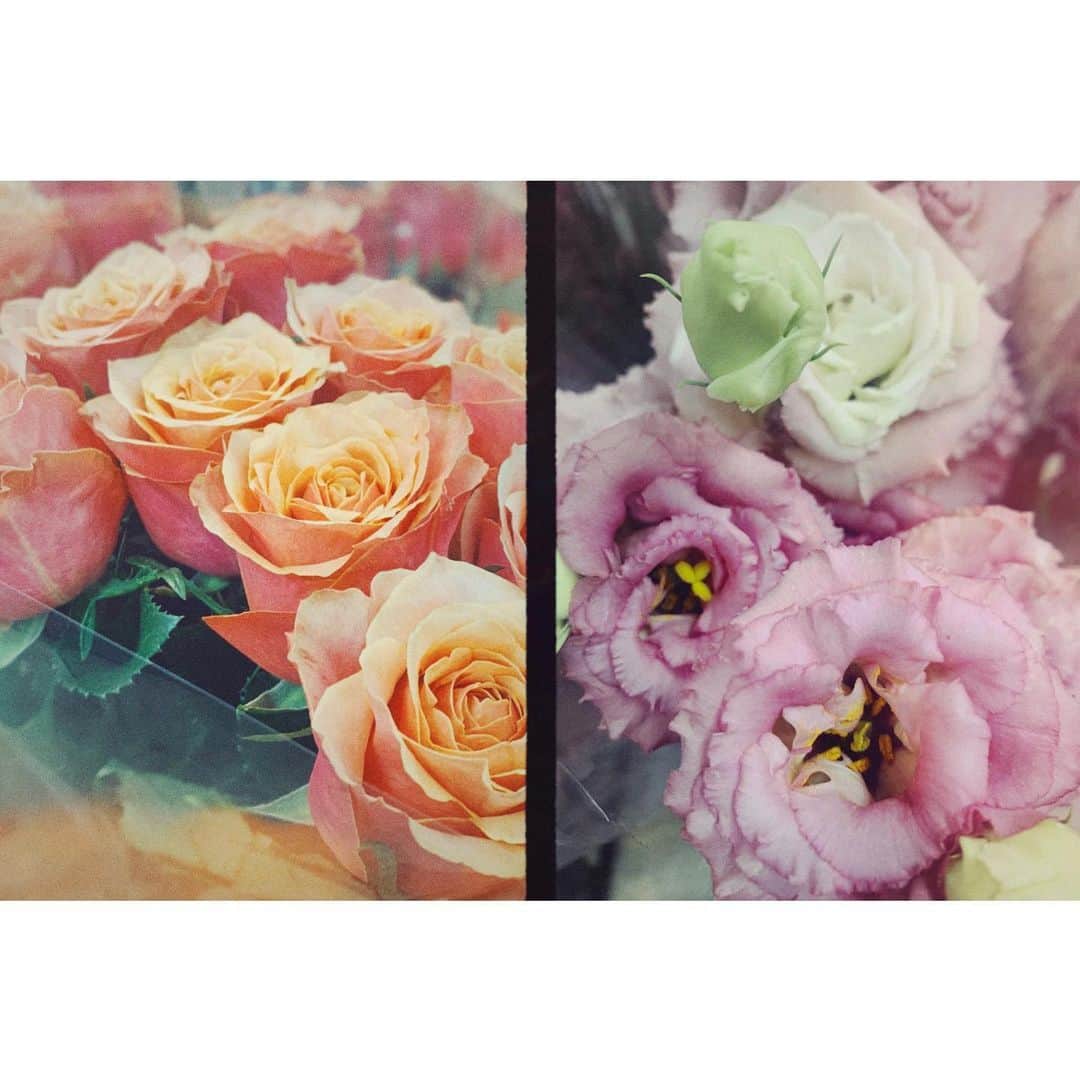 猪鼻ちひろのインスタグラム：「グラデーションがとっても可愛かった薔薇と、 なんだか好きで買ったトルコキキョウ♡ 濃い紫のトルコキキョウも買ったよ。 おうちにお花あると本当に気分が上がる 心とお部屋が明るくなる🌼 ドウダンツツジも長くお部屋に咲いてくれてるから 居心地が良い気がするよ 不思議だね、うれしいね〜 #ちひろのお花 #トルコキキョウ #薔薇」