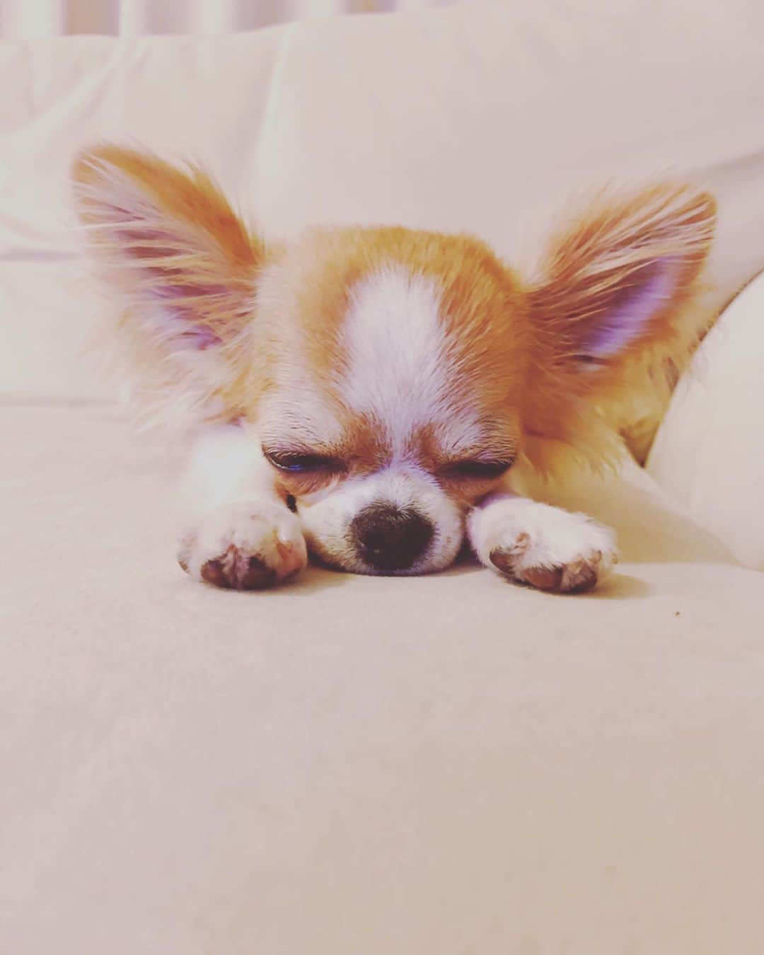朝岡実嶺さんのインスタグラム写真 - (朝岡実嶺Instagram)「可愛い😍 So adorable😍  #チワワ #chihuahua  #doggy #doggylove」5月26日 23時12分 - mirei_asaoka