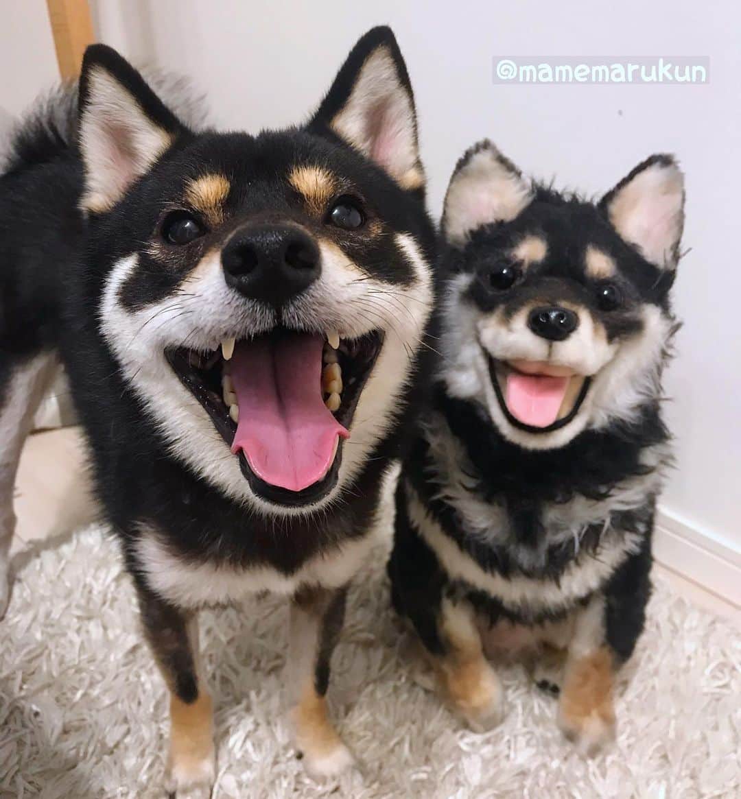 まめ丸のインスタグラム：「* * なんかぼくがおっきく見える⁉️お写真🐶💓 * twins🐶⁉️💓 * #これが遠近法ってやつ #双子くんボサボサ🐶💦 #まめスマイル * #柴犬#豆柴#柴#黒柴#犬#ふわもこ部#いぬのきもち #shiba#shibainu#shibastagram#shibadog#puppy#instadog#dogstagram#dog#instashiba#petstagram#pet#cutepetclub#강아지#멍스타그램#doglover#ilovemydog#weeklyfluff#まめ丸双子疑惑」