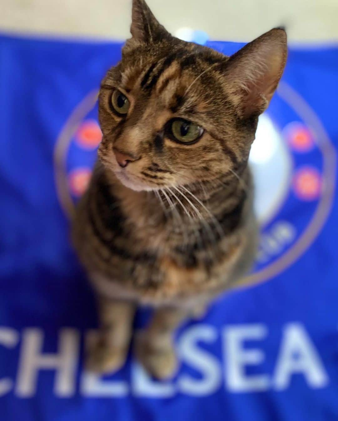 チェルシーFCさんのインスタグラム写真 - (チェルシーFCInstagram)「We asked for Chelsea pet pictures. You delivered! 😍💙 #CFC #Chelsea」5月26日 23時30分 - chelseafc