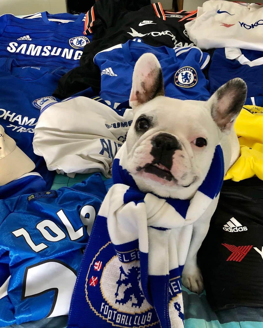 チェルシーFCさんのインスタグラム写真 - (チェルシーFCInstagram)「We asked for Chelsea pet pictures. You delivered! 😍💙 #CFC #Chelsea」5月26日 23時30分 - chelseafc