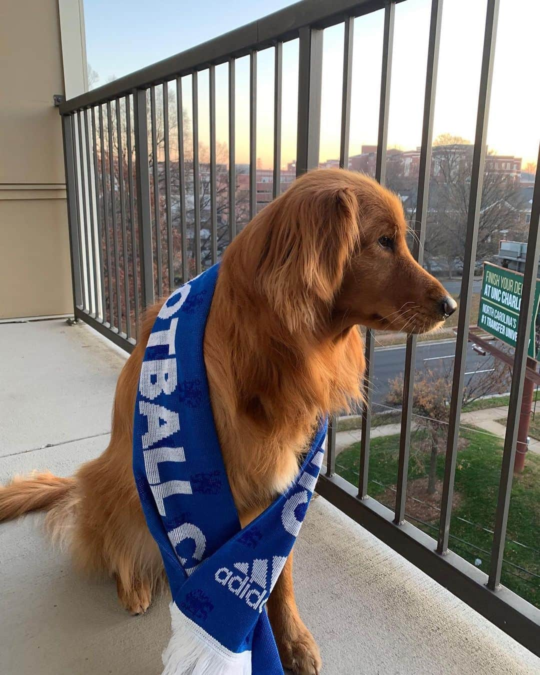 チェルシーFCさんのインスタグラム写真 - (チェルシーFCInstagram)「We asked for Chelsea pet pictures. You delivered! 😍💙 #CFC #Chelsea」5月26日 23時30分 - chelseafc