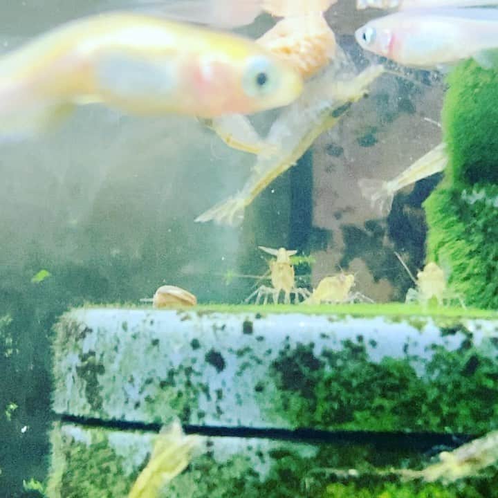ただすけのインスタグラム：「メダカのえさでラグビー中。」