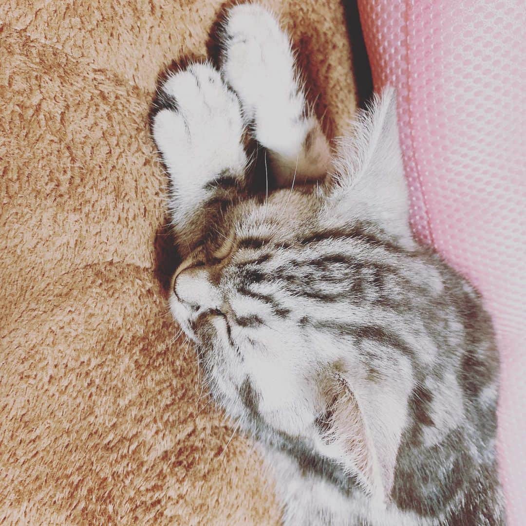 井口眞緒さんのインスタグラム写真 - (井口眞緒Instagram)「可愛すぎて、、、どうしよう、、、離れられないよーーー #猫のいる暮らし」5月27日 0時03分 - iguchi.mao