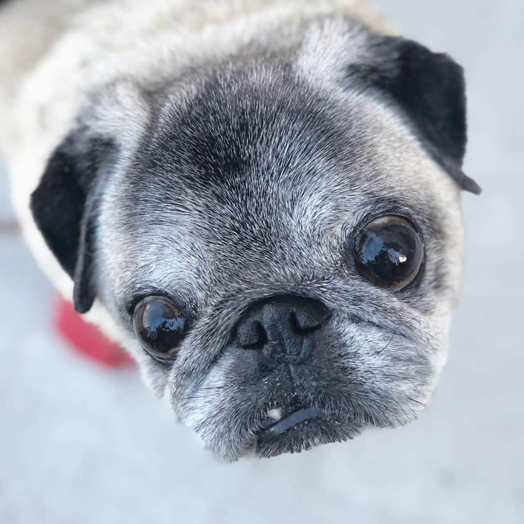 八兵衛のインスタグラム：「Hachibei🐶 * *  #ほぼ黒パグ #おじいちゃん犬 #pug #puggy #puglife #puglove #petstagram #pugstagram #pugsofinstagram #pugs #dog #ふわもこ部  @igersjp #IGersJP #east_dog_japan #pecoイヌ部 #八兵衛 #はちべえ #朝ワンコ夕ニャンコ」