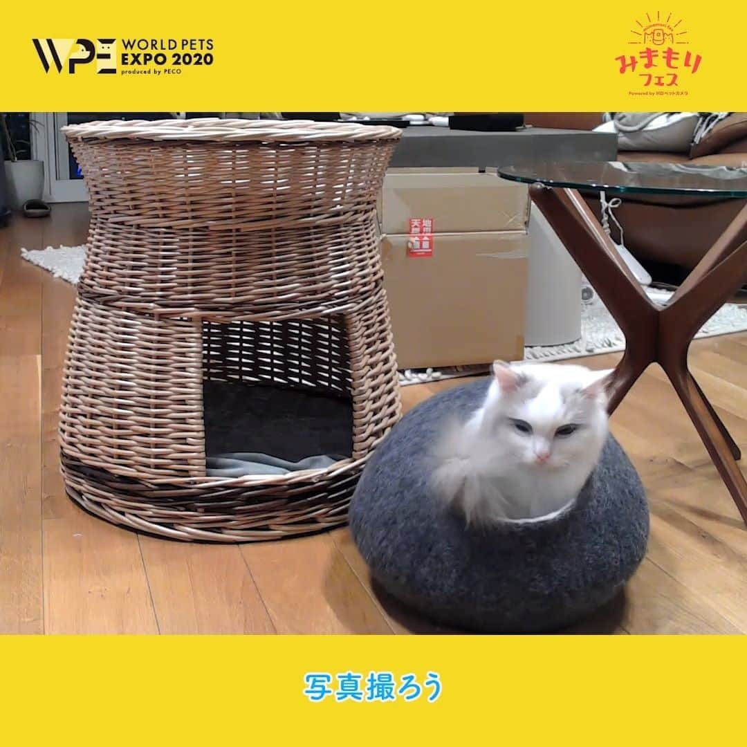 PECOねこ部のインスタグラム