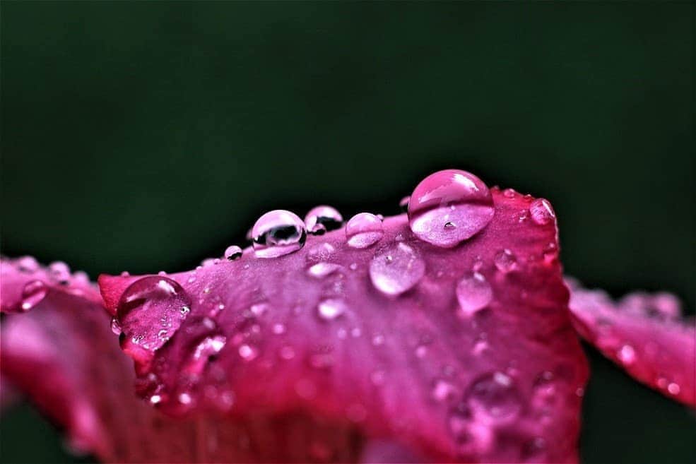 Canon Asiaのインスタグラム：「"I like taking photos of dew drops. I often think that dew drops are some of the simplest subjects to photograph and has a relaxing and calming effect on me.” . As the first sunrays 🌥️ greet the earth, why not pick up a camera and explore the garden 💐 nearest to you? . 📷 Images by joel.pinaroc shot using the Canon EOS 1300D . Image 1 | EF-S55-250mm f/4-5.6 IS STM | f/5.6 | ISO 100 | 1/125s | 250mm Image 2 | EF 50mm f/1.8 II | f/5.6 | ISO 400 | 1/50s | 50mm . Want your photos to be featured too? Tag them with #canonasia or submit them on My Canon Story, link in bio! . #photography #explore #macro #flowers #flower #fauna #floral #dew #macrophotography #colours #canon #lens #inspiration」