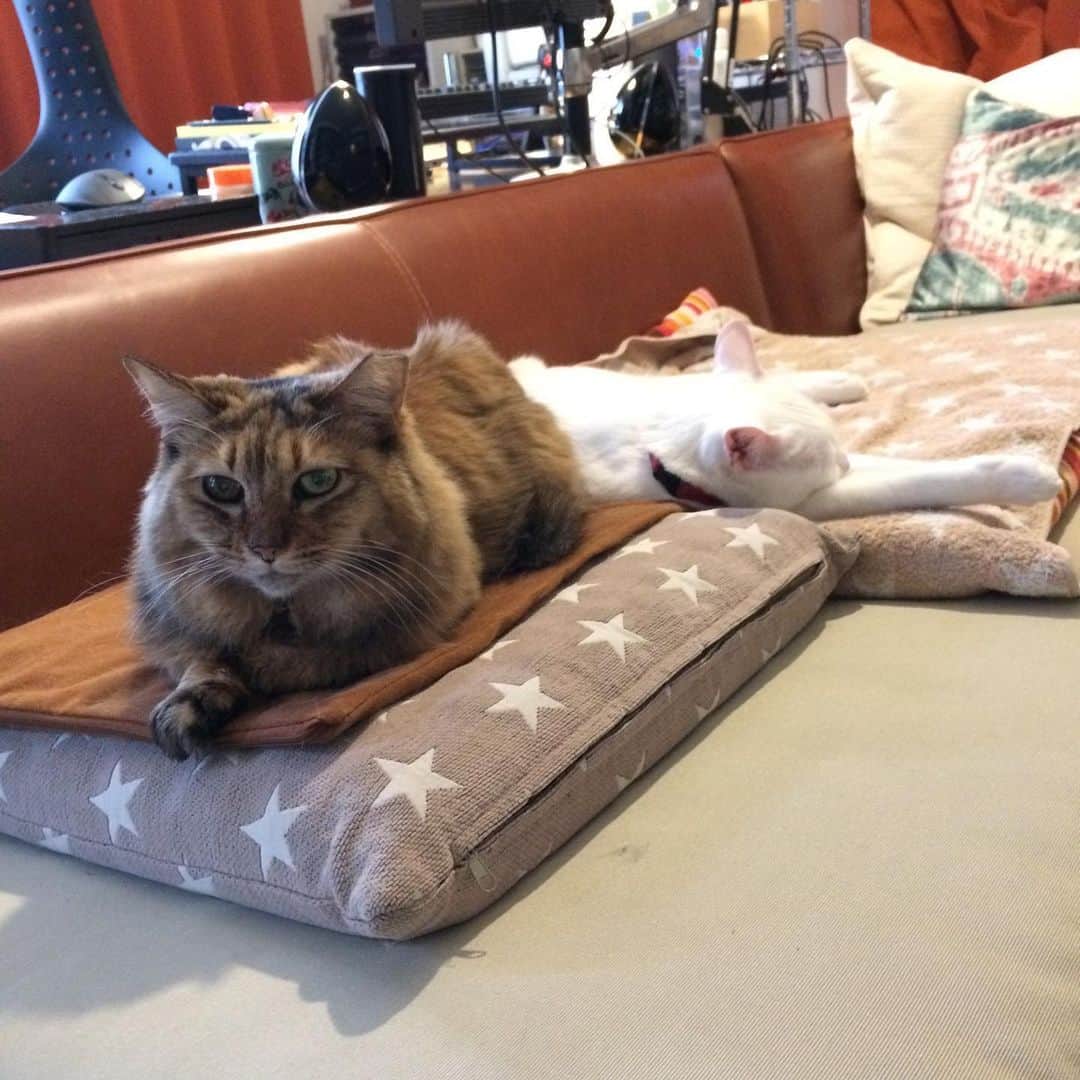 岡田屋鉄蔵のインスタグラム：「ミルバさん、腎不全の状態が急降下し本日から入院で静脈点滴開始です。何日で戻って来られるか分かりません。保護した時点でステージ3。それから四年、ステージ4でも頑張ってます。少しでも残された時間を楽に過ごして欲しいと祈る毎日です。」