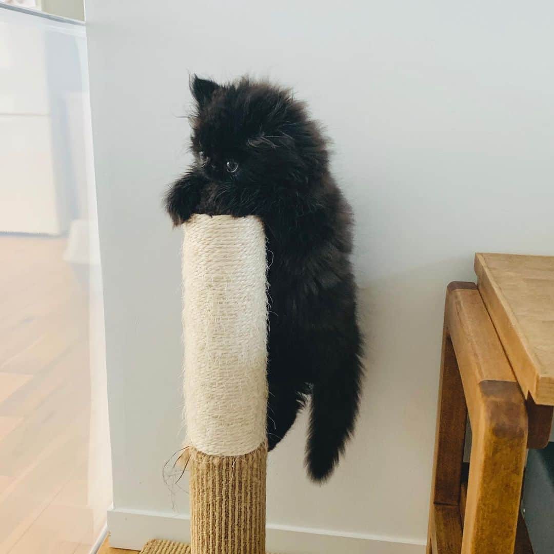 のインスタグラム：「ひとり遊びがお上手なこと #cochicat」