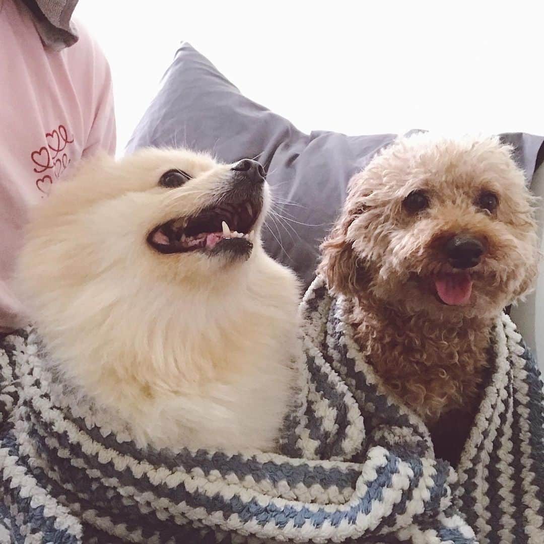 ローレン・ヤングさんのインスタグラム写真 - (ローレン・ヤングInstagram)「I think my dogs just tricked me into having a slumber party 🤣  But in all seriousness this is what it looks like at home when theres a thunderstorm. This is their calming down state.. Before I put on their anxiety music they are literally clawing their way to reach my face. And because it seems like summer is starting to leave us lets all make sure to help calm our babies down when the rainy season starts to hit. Stay safe! #snuggleweather」5月26日 16時45分 - lo_young