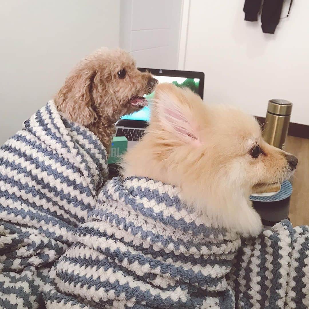ローレン・ヤングさんのインスタグラム写真 - (ローレン・ヤングInstagram)「I think my dogs just tricked me into having a slumber party 🤣  But in all seriousness this is what it looks like at home when theres a thunderstorm. This is their calming down state.. Before I put on their anxiety music they are literally clawing their way to reach my face. And because it seems like summer is starting to leave us lets all make sure to help calm our babies down when the rainy season starts to hit. Stay safe! #snuggleweather」5月26日 16時45分 - lo_young