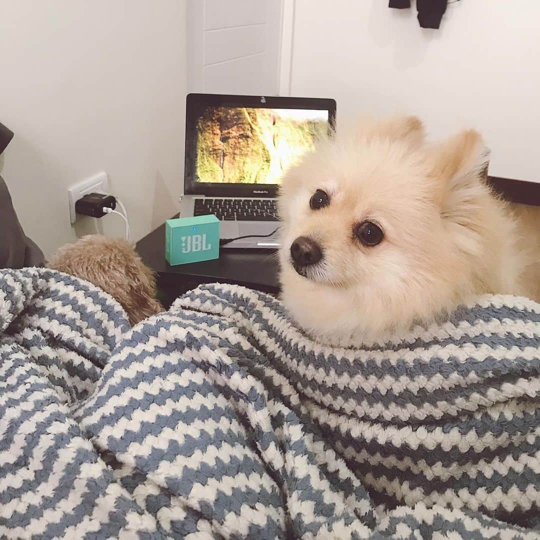 ローレン・ヤングさんのインスタグラム写真 - (ローレン・ヤングInstagram)「I think my dogs just tricked me into having a slumber party 🤣  But in all seriousness this is what it looks like at home when theres a thunderstorm. This is their calming down state.. Before I put on their anxiety music they are literally clawing their way to reach my face. And because it seems like summer is starting to leave us lets all make sure to help calm our babies down when the rainy season starts to hit. Stay safe! #snuggleweather」5月26日 16時45分 - lo_young
