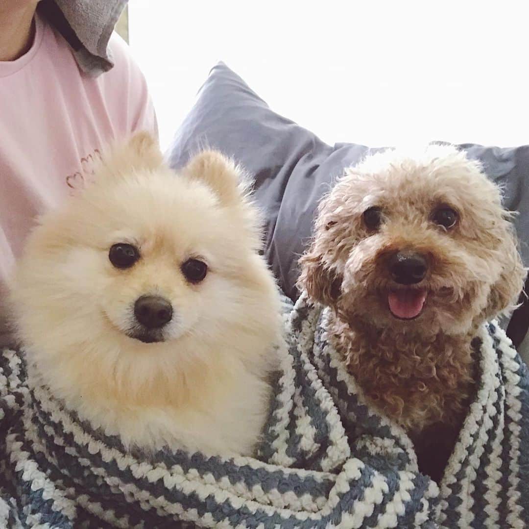 ローレン・ヤングさんのインスタグラム写真 - (ローレン・ヤングInstagram)「I think my dogs just tricked me into having a slumber party 🤣  But in all seriousness this is what it looks like at home when theres a thunderstorm. This is their calming down state.. Before I put on their anxiety music they are literally clawing their way to reach my face. And because it seems like summer is starting to leave us lets all make sure to help calm our babies down when the rainy season starts to hit. Stay safe! #snuggleweather」5月26日 16時45分 - lo_young