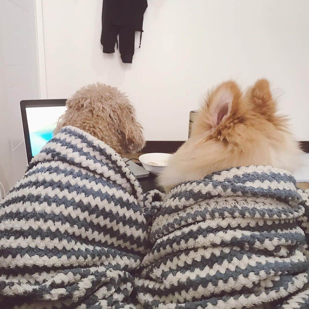 ローレン・ヤングさんのインスタグラム写真 - (ローレン・ヤングInstagram)「I think my dogs just tricked me into having a slumber party 🤣  But in all seriousness this is what it looks like at home when theres a thunderstorm. This is their calming down state.. Before I put on their anxiety music they are literally clawing their way to reach my face. And because it seems like summer is starting to leave us lets all make sure to help calm our babies down when the rainy season starts to hit. Stay safe! #snuggleweather」5月26日 16時45分 - lo_young