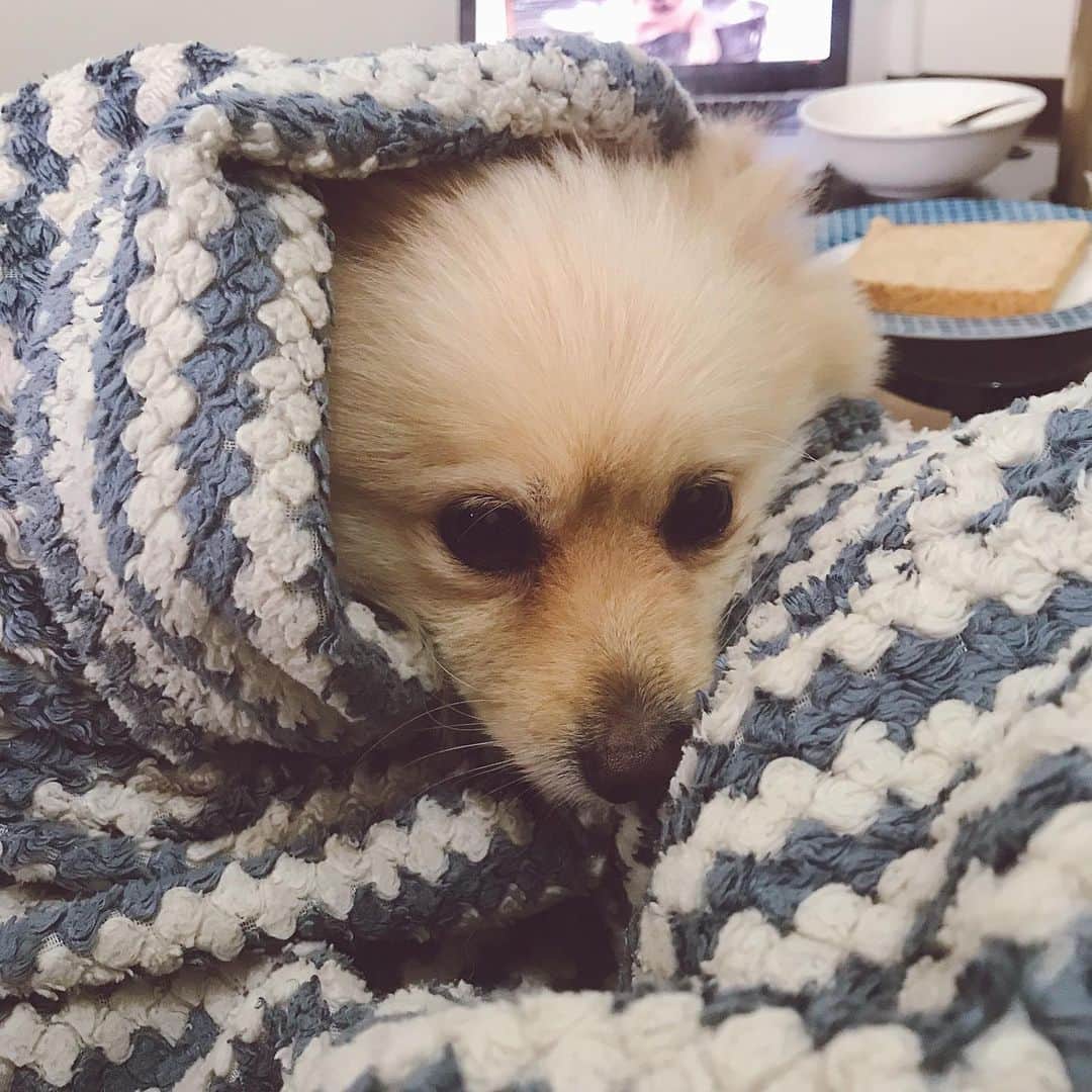ローレン・ヤングさんのインスタグラム写真 - (ローレン・ヤングInstagram)「I think my dogs just tricked me into having a slumber party 🤣  But in all seriousness this is what it looks like at home when theres a thunderstorm. This is their calming down state.. Before I put on their anxiety music they are literally clawing their way to reach my face. And because it seems like summer is starting to leave us lets all make sure to help calm our babies down when the rainy season starts to hit. Stay safe! #snuggleweather」5月26日 16時45分 - lo_young