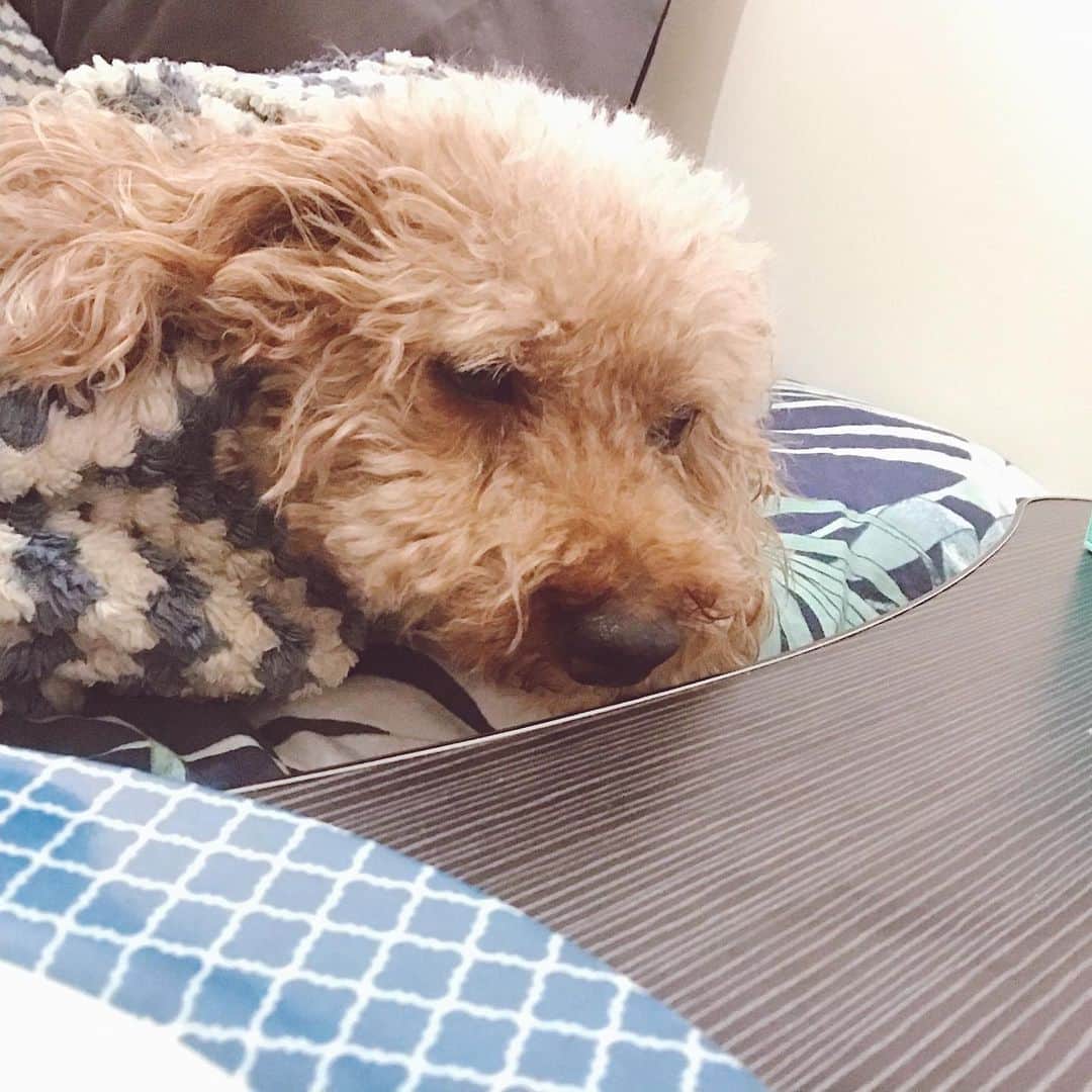 ローレン・ヤングさんのインスタグラム写真 - (ローレン・ヤングInstagram)「I think my dogs just tricked me into having a slumber party 🤣  But in all seriousness this is what it looks like at home when theres a thunderstorm. This is their calming down state.. Before I put on their anxiety music they are literally clawing their way to reach my face. And because it seems like summer is starting to leave us lets all make sure to help calm our babies down when the rainy season starts to hit. Stay safe! #snuggleweather」5月26日 16時45分 - lo_young