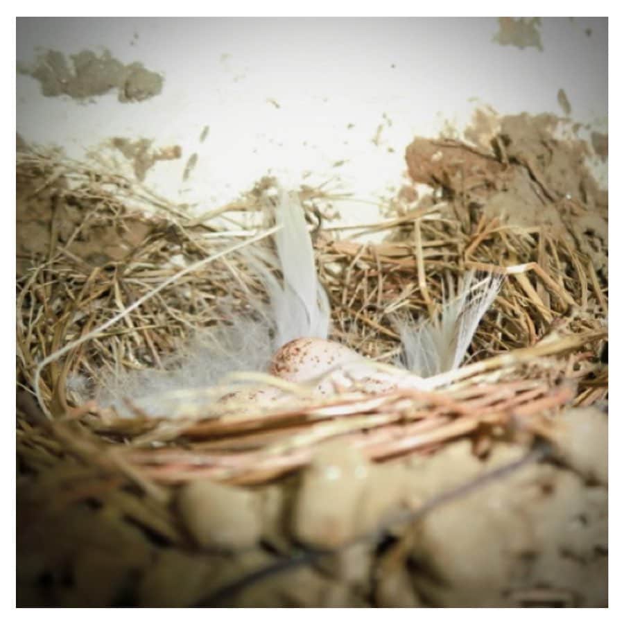 さだまさしさんのインスタグラム写真 - (さだまさしInstagram)「嬉しいお知らせ❣️ 今年も詩島のボートに、 つばめが巣を作り卵を👀 無事に巣立ってくれるように🙏 落ちないように、巣もガードして、頑張れと祈っています😍 . #つばめの巣  #つばめの卵 #さだまさし #sadamasashi #詩島 #東京ヤクルトスワローズ」5月26日 17時01分 - sada_masashi