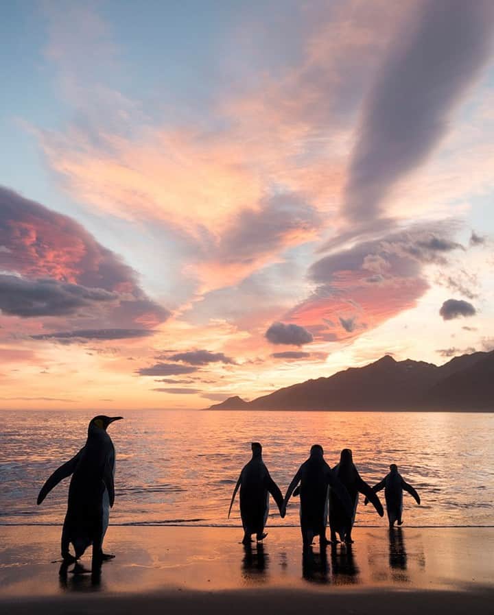 National Geographic Travelさんのインスタグラム写真 - (National Geographic TravelInstagram)「Photo by @daisygilardini | A wonderful early morning landing at Gold Harbour on South Georgia Island gave me the opportunity to capture these king penguins’ silhouettes, juxtaposed against a colorful sky reflected in the calm seas. I simply love waking up early to witness other creatures slowly getting their day started. Follow me @DaisyGilardini for more images and stories behind the scenes. #penguin #kingpenguin #southgeorgia #climatechange #polar」5月26日 17時09分 - natgeotravel