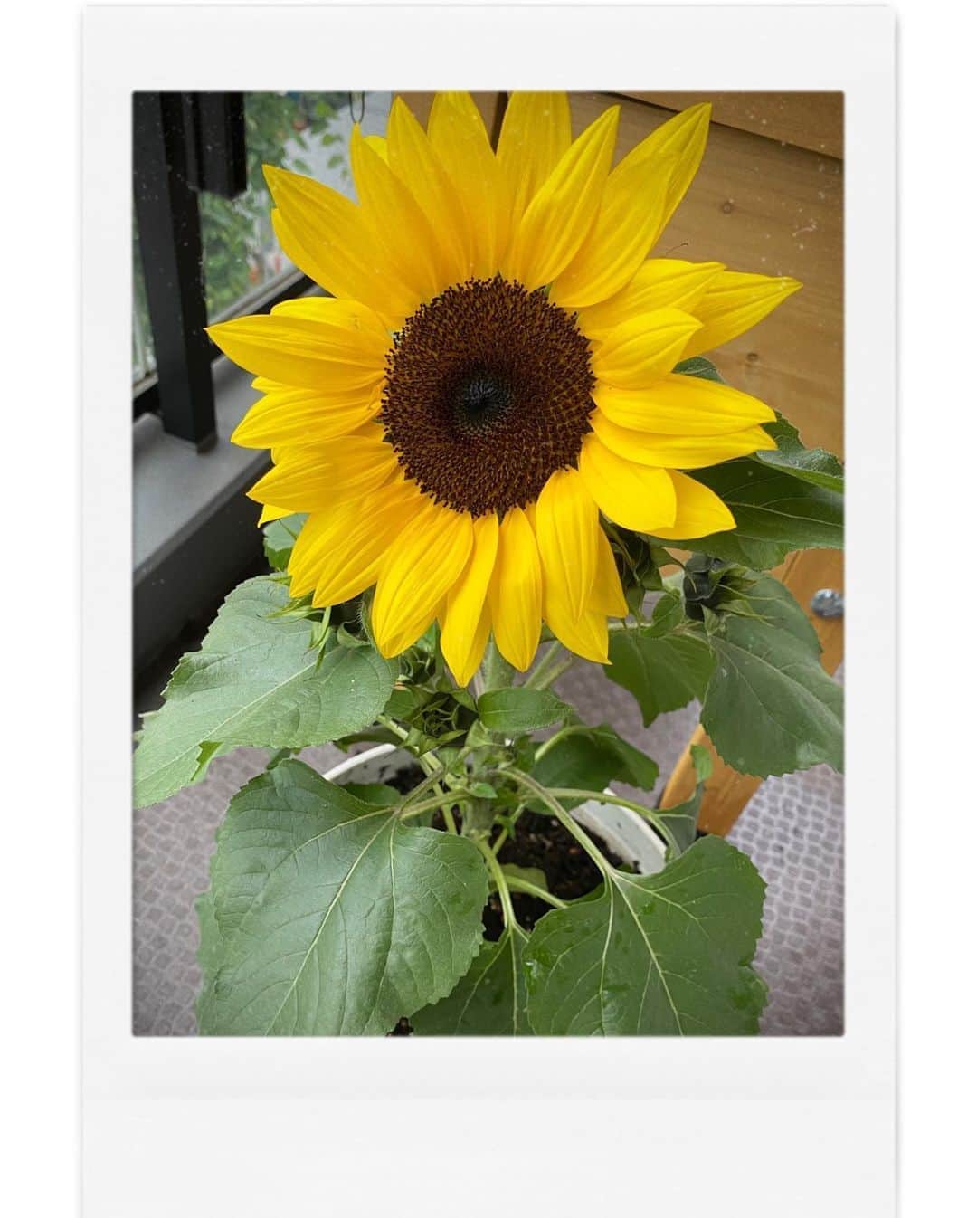近藤千尋のインスタグラム：「ずっと自粛で家に居た娘と ひまわりを買いに…🌻 嬉しそうに選んでる姿が これまた嬉しかったなぁ😭❤️ 2.3枚目はスニーカー母ちゃん👟  まだまだ油断できませんが マスク、除菌、人との距離感を大切に お互いの愛する人のために 過ごしましょう✨🍀」