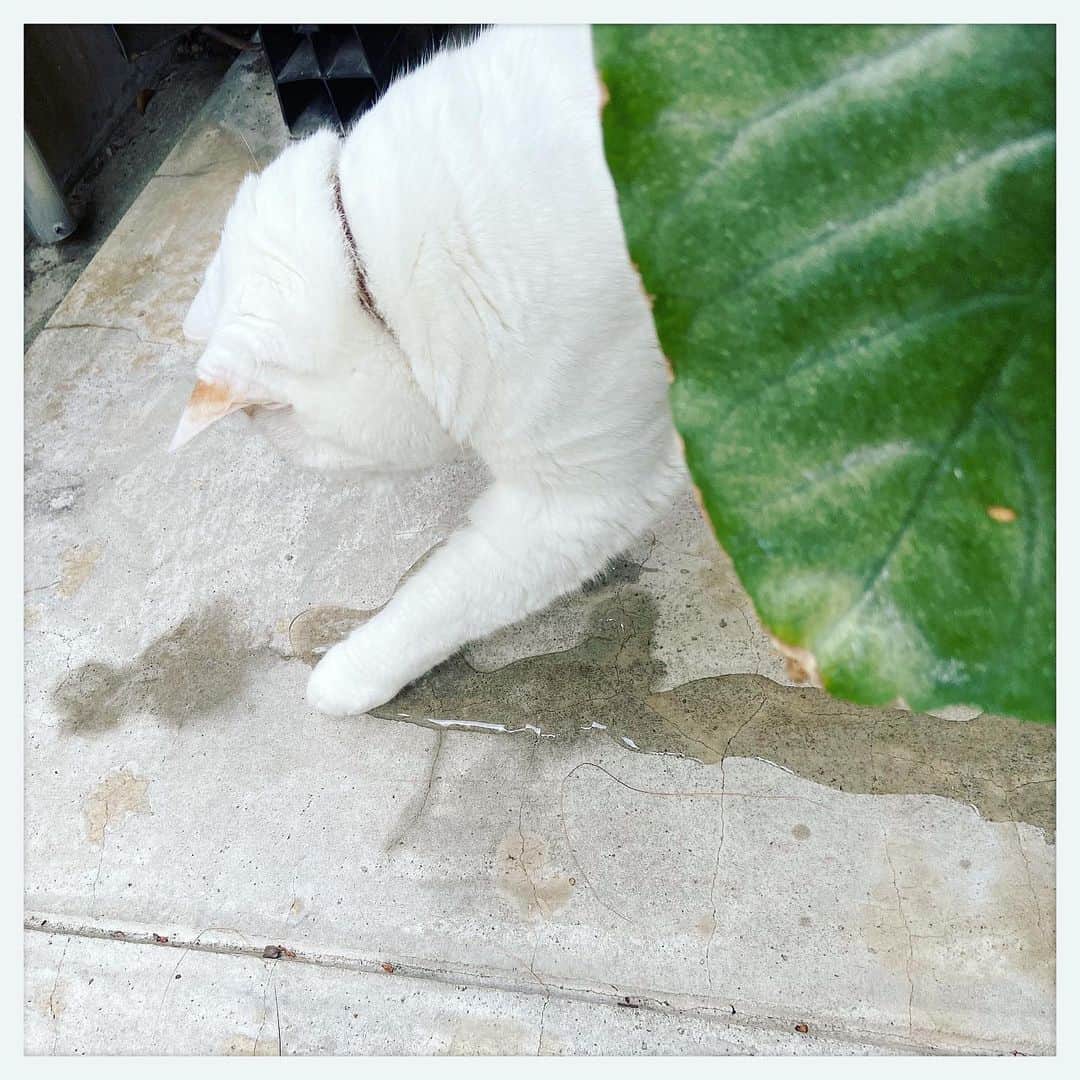 kumikoのインスタグラム：「もちがワクワクした目で私を見るので、ついつい植物にお水をあげてしまう。 どうか根腐れしませんように。。。」