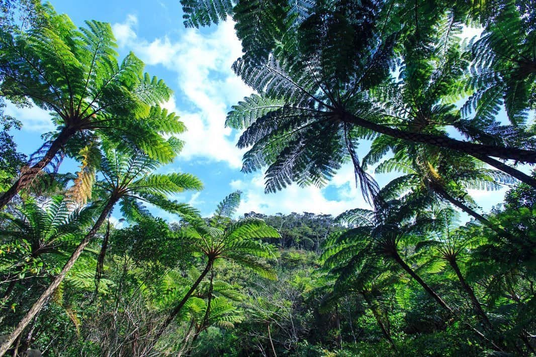 現地発信の旅行サイト「たびらい」のインスタグラム：「🌺沖縄スナップフォト企画🌴 Vol.14 :⠀ 本日の写真▼⠀ Photo by 白木裕紀子 @shiraki_photooffice_okinawa 【沖縄スナップフォト企画とは…？】⠀ 日常生活の中で出会う、ちょっとした沖縄の風景を投稿するコーナーです。たびらい沖縄編集部×県内で活躍するカメラマンがタイアップし、たびらいファン・沖縄ファンの皆様へ今を乗り切る為の癒しになれば…という想いで企画しました。これから素敵な写真をお届けしますので、同じような風景に出会ったことがある…もしくはこれから行ってみたい！と感じた方は、いいねボタンを押していただけると嬉しいです☺⠀ :⠀ #たびらい #tabirai #ローカル旅行 #旅行好き #女子旅 #travelgram #旅行 #旅行好きな人と繋がりたい #travel #家族旅行 #カメラ女子 #たびらい沖縄 #沖縄 #沖縄県 #loves_okinawa #trip #夏待ち2020 #okinawa #旅 #トラベル #instatravel #おきなわ #genic_japan #写真好きなひとと繋がりたい #instagood」