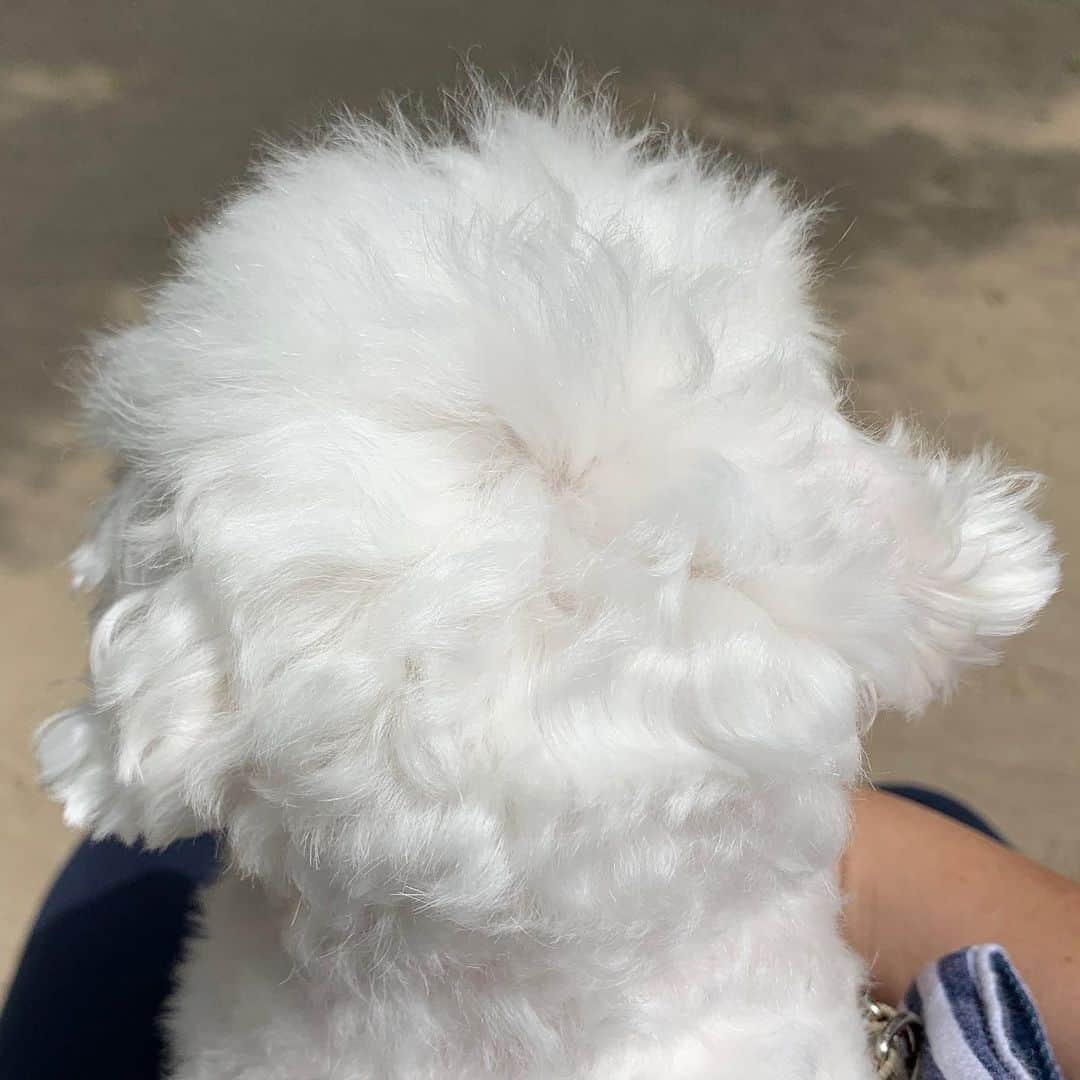 セロリさんのインスタグラム写真 - (セロリInstagram)「【再診】 先生に相談する為に、再度病院に行ってきました。 僕が先生に伝えたことは、いくらの今の症状と「いくらの為に出来ることはすべてしてあげたい」ということ。 SNS上なので詳しくは書けませんが、とりあえず「気長」に頑張ります。 僕が「治療」に対して焦りすぎていたのかもしれません。 先生や奥さんと話し合って、じっくり「方向性」を決めて進めていこうと思います。 たくさんのアドバイス・経験談・励ましなど本当にありがとうございます。 病院帰りに、公園でいくらとベンチに座ってまったり日光浴しました。 この後頭部を見てると、なんでもしてあげたいと改めて思いました。 アレルギーなんかに負けないぞ。 #maltese #マルチーズ #アレルギー #すみっコぐらし」5月26日 17時37分 - celeryrabbit