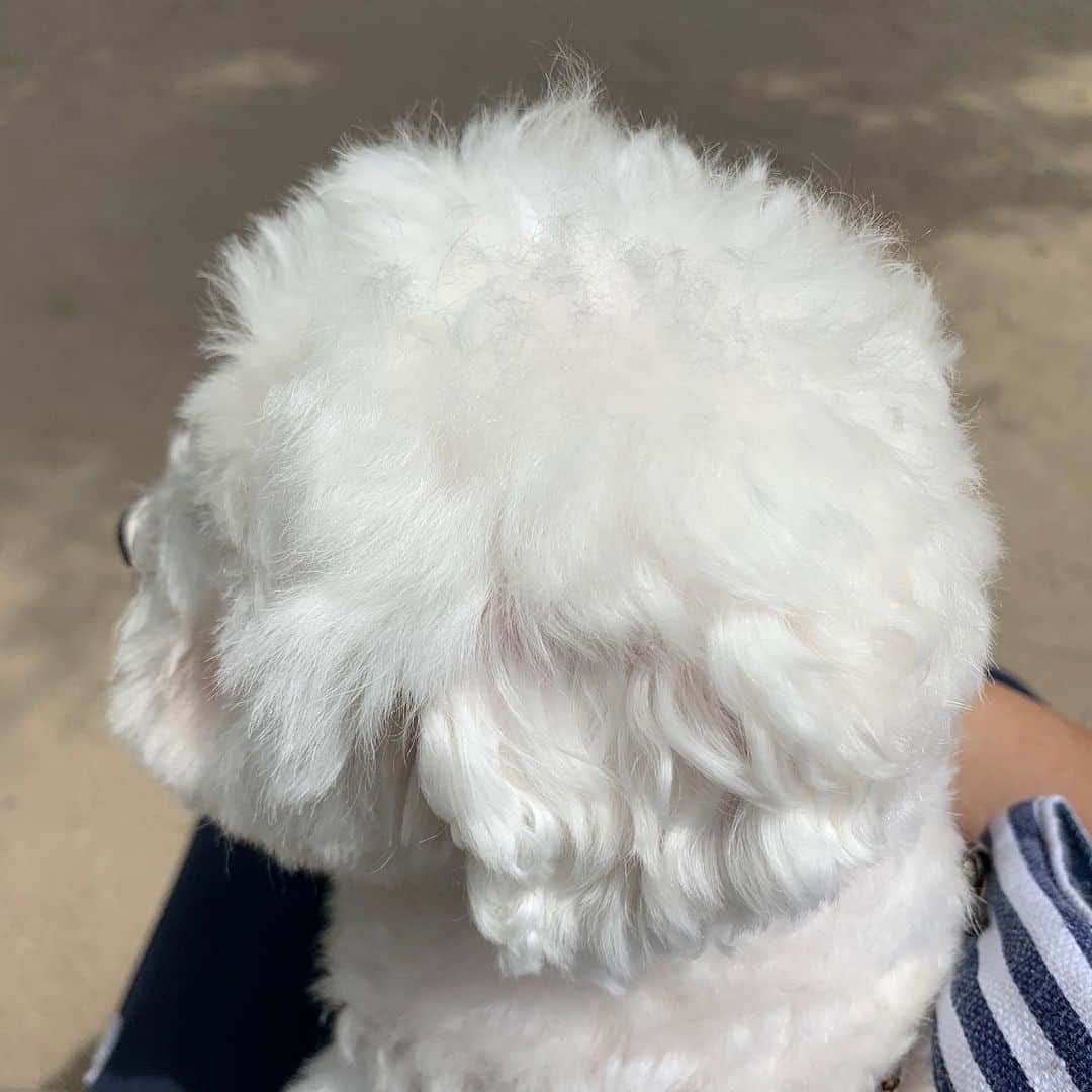 セロリさんのインスタグラム写真 - (セロリInstagram)「【再診】 先生に相談する為に、再度病院に行ってきました。 僕が先生に伝えたことは、いくらの今の症状と「いくらの為に出来ることはすべてしてあげたい」ということ。 SNS上なので詳しくは書けませんが、とりあえず「気長」に頑張ります。 僕が「治療」に対して焦りすぎていたのかもしれません。 先生や奥さんと話し合って、じっくり「方向性」を決めて進めていこうと思います。 たくさんのアドバイス・経験談・励ましなど本当にありがとうございます。 病院帰りに、公園でいくらとベンチに座ってまったり日光浴しました。 この後頭部を見てると、なんでもしてあげたいと改めて思いました。 アレルギーなんかに負けないぞ。 #maltese #マルチーズ #アレルギー #すみっコぐらし」5月26日 17時37分 - celeryrabbit