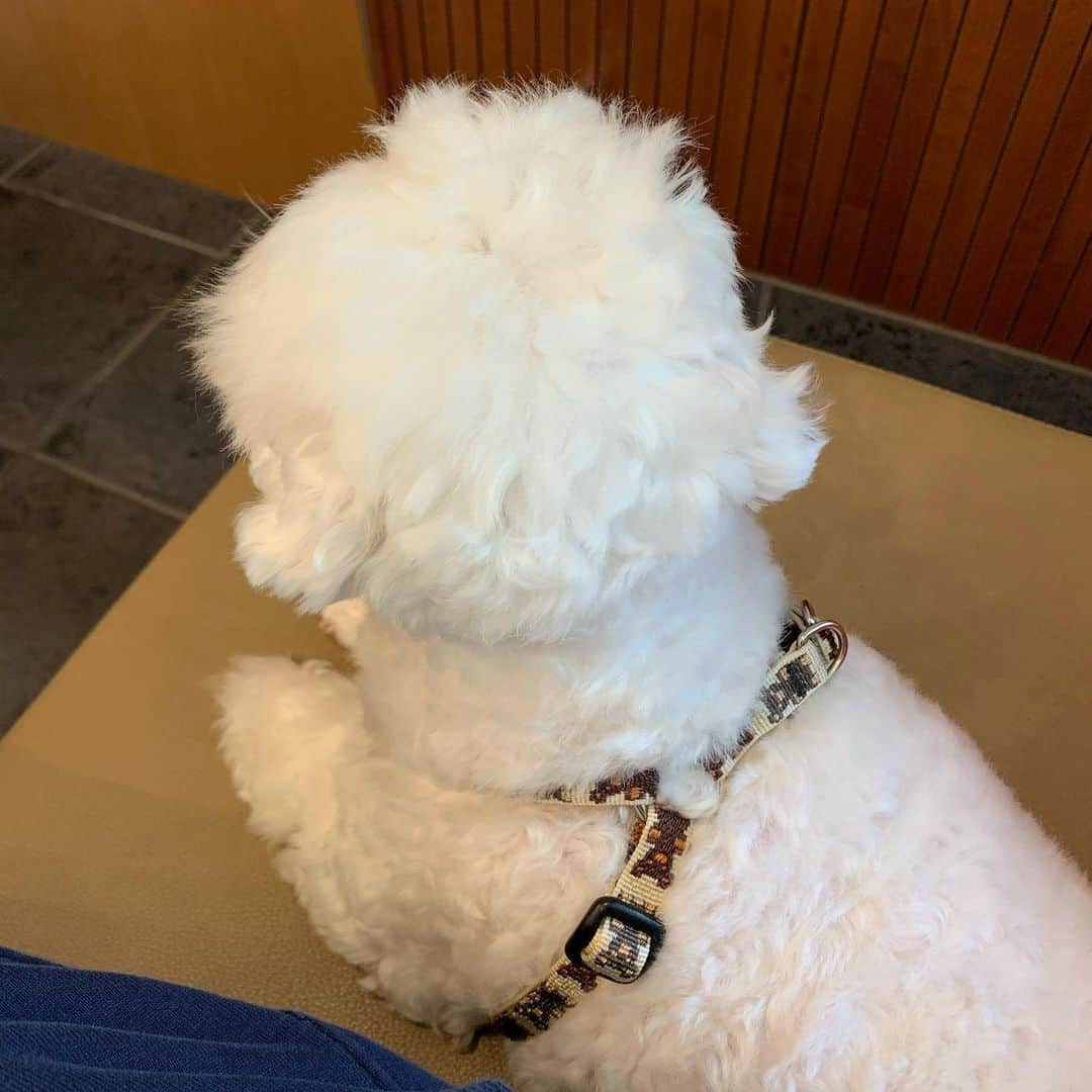 セロリさんのインスタグラム写真 - (セロリInstagram)「【再診】 先生に相談する為に、再度病院に行ってきました。 僕が先生に伝えたことは、いくらの今の症状と「いくらの為に出来ることはすべてしてあげたい」ということ。 SNS上なので詳しくは書けませんが、とりあえず「気長」に頑張ります。 僕が「治療」に対して焦りすぎていたのかもしれません。 先生や奥さんと話し合って、じっくり「方向性」を決めて進めていこうと思います。 たくさんのアドバイス・経験談・励ましなど本当にありがとうございます。 病院帰りに、公園でいくらとベンチに座ってまったり日光浴しました。 この後頭部を見てると、なんでもしてあげたいと改めて思いました。 アレルギーなんかに負けないぞ。 #maltese #マルチーズ #アレルギー #すみっコぐらし」5月26日 17時37分 - celeryrabbit