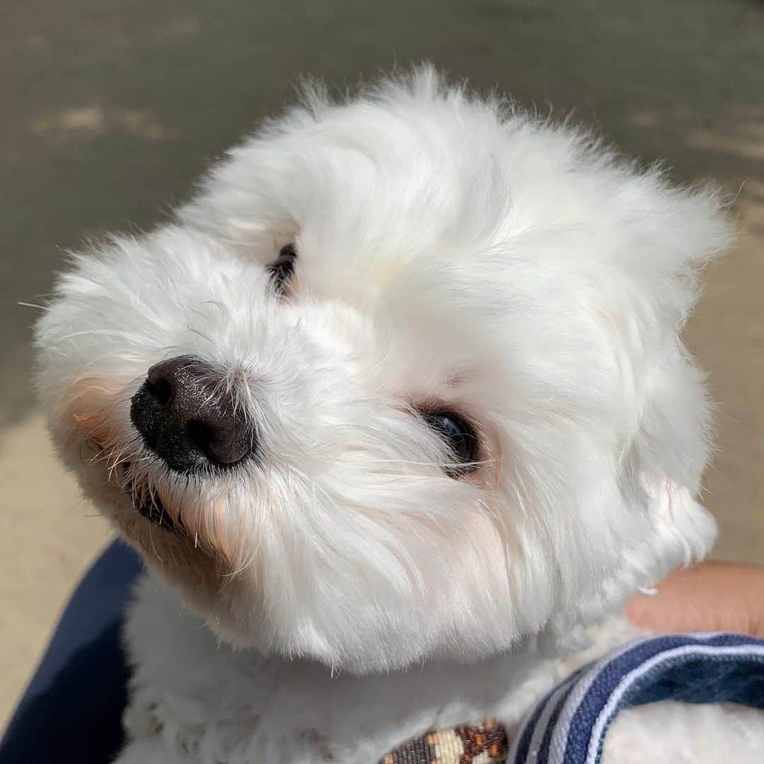 セロリさんのインスタグラム写真 - (セロリInstagram)「【再診】 先生に相談する為に、再度病院に行ってきました。 僕が先生に伝えたことは、いくらの今の症状と「いくらの為に出来ることはすべてしてあげたい」ということ。 SNS上なので詳しくは書けませんが、とりあえず「気長」に頑張ります。 僕が「治療」に対して焦りすぎていたのかもしれません。 先生や奥さんと話し合って、じっくり「方向性」を決めて進めていこうと思います。 たくさんのアドバイス・経験談・励ましなど本当にありがとうございます。 病院帰りに、公園でいくらとベンチに座ってまったり日光浴しました。 この後頭部を見てると、なんでもしてあげたいと改めて思いました。 アレルギーなんかに負けないぞ。 #maltese #マルチーズ #アレルギー #すみっコぐらし」5月26日 17時37分 - celeryrabbit