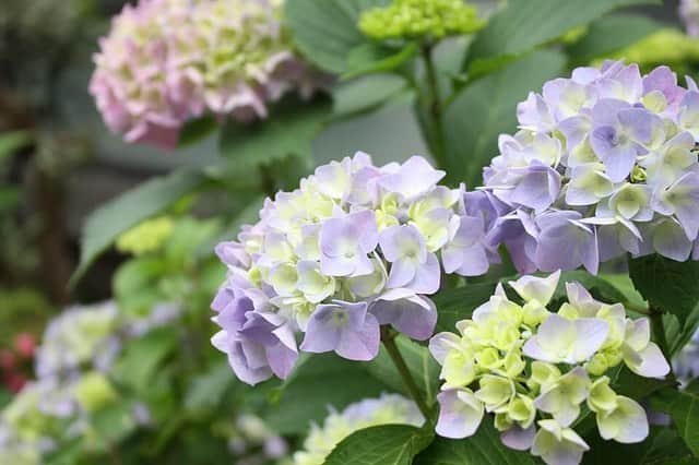 東京マリオットホテルさんのインスタグラム写真 - (東京マリオットホテルInstagram)「御殿山ガーデンのツツジが満開です。🌺紫陽花は6分咲きほど。まだまだ新緑が続く中お散歩すると、とても気持ちが良いです🌿🌱 Azalea is fully bloomed in Gotenyana Garden and the season of Hydrangea is just started. Take a deep breath in our beautiful garden. ☺️ #tokyomarriott #tokyomarriotthotel #gotenyama #hydrangea #azalea #東京マリオットホテル #つつじ #紫陽花」5月26日 17時53分 - tokyomarriott