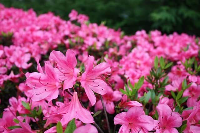 のインスタグラム：「御殿山ガーデンのツツジが満開です。🌺紫陽花は6分咲きほど。まだまだ新緑が続く中お散歩すると、とても気持ちが良いです🌿🌱 Azalea is fully bloomed in Gotenyana Garden and the season of Hydrangea is just started. Take a deep breath in our beautiful garden. ☺️ #tokyomarriott #tokyomarriotthotel #gotenyama #hydrangea #azalea #東京マリオットホテル #つつじ #紫陽花」