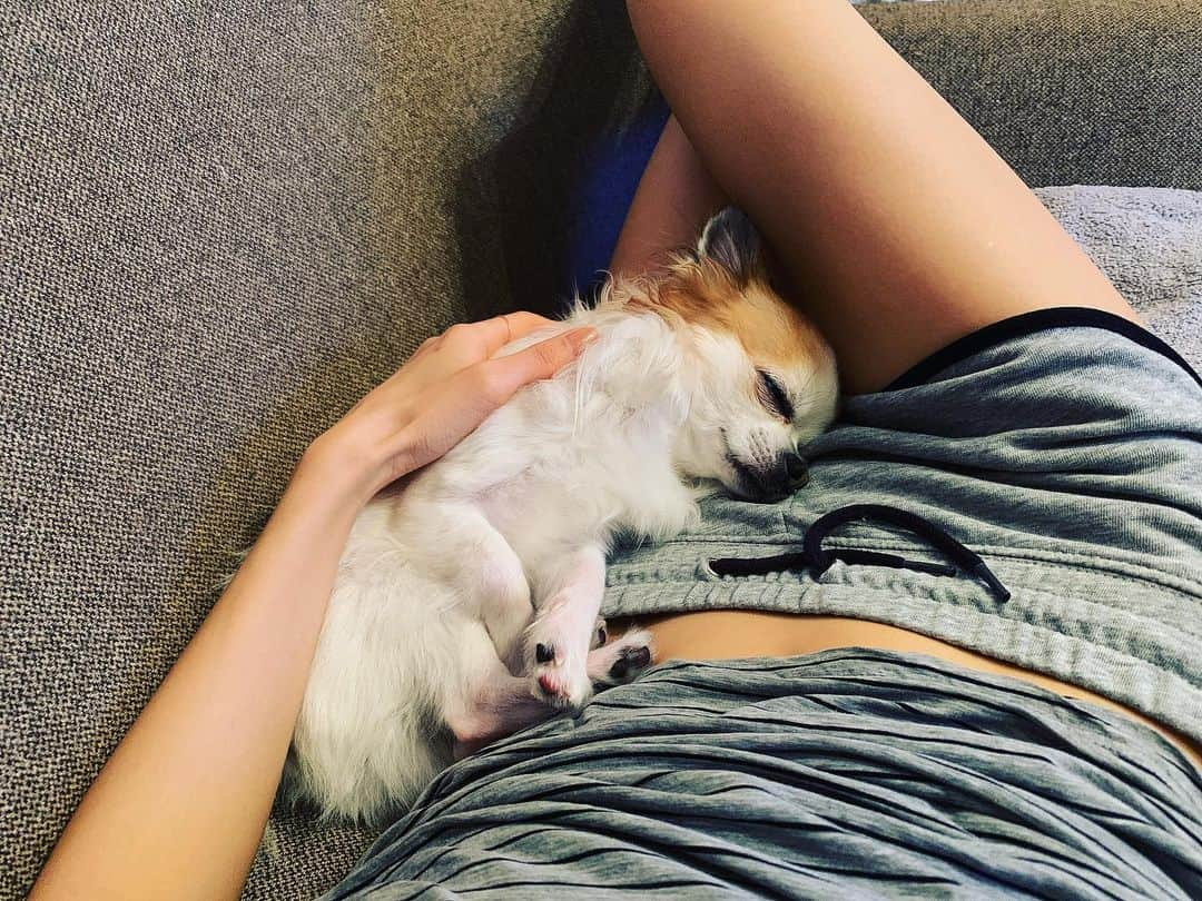 柳めぐみさんのインスタグラム写真 - (柳めぐみInstagram)「. . He is soooo cute❤️❤️❤️But I can't move😂 . #愛犬 #可愛すぎる #気持ち良さそう #お昼寝 #まったり」5月26日 17時57分 - yanameguchan