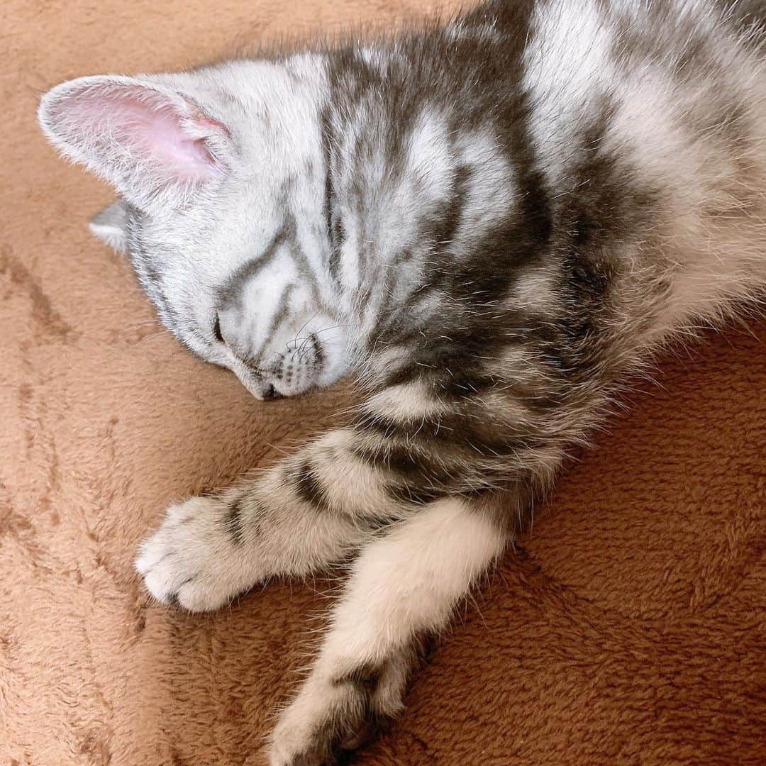 井口眞緒さんのインスタグラム写真 - (井口眞緒Instagram)「となりで寝てる #猫のいる暮らし」5月26日 18時52分 - iguchi.mao