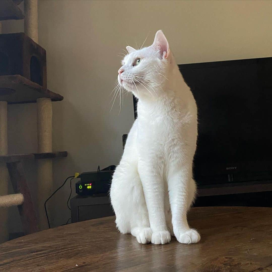 金巻ともこさんのインスタグラム写真 - (金巻ともこInstagram)「空を飛ぶ鳥を見るハク  #hakuchai #cat #猫多頭飼い #whitecat #白猫 #catstagram」5月26日 18時47分 - tomotomoco