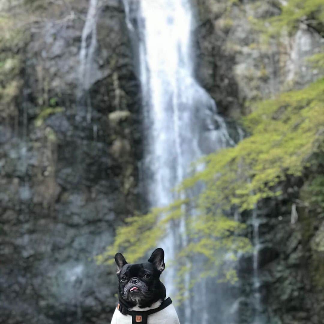 浜本広晃さんのインスタグラム写真 - (浜本広晃Instagram)「先週のNHKごごナマでの愛犬写真。 箕面の滝です。ポートレート最高😆  #フレンチブルドッグ #frenchbulldog  #フレブル #滝」5月26日 19時18分 - hammer0215